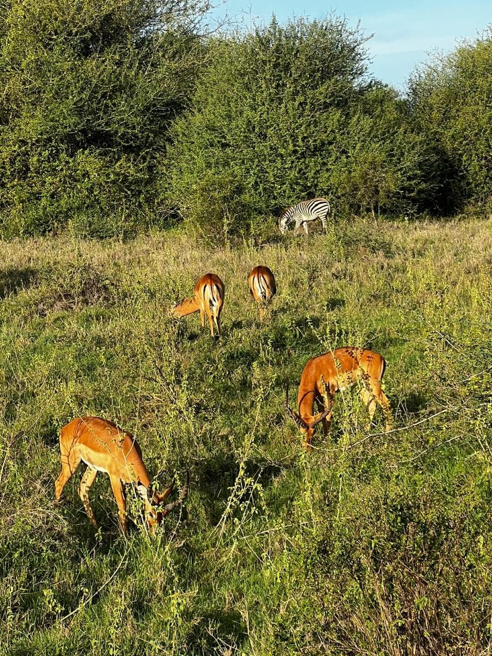 Nairobi National Park