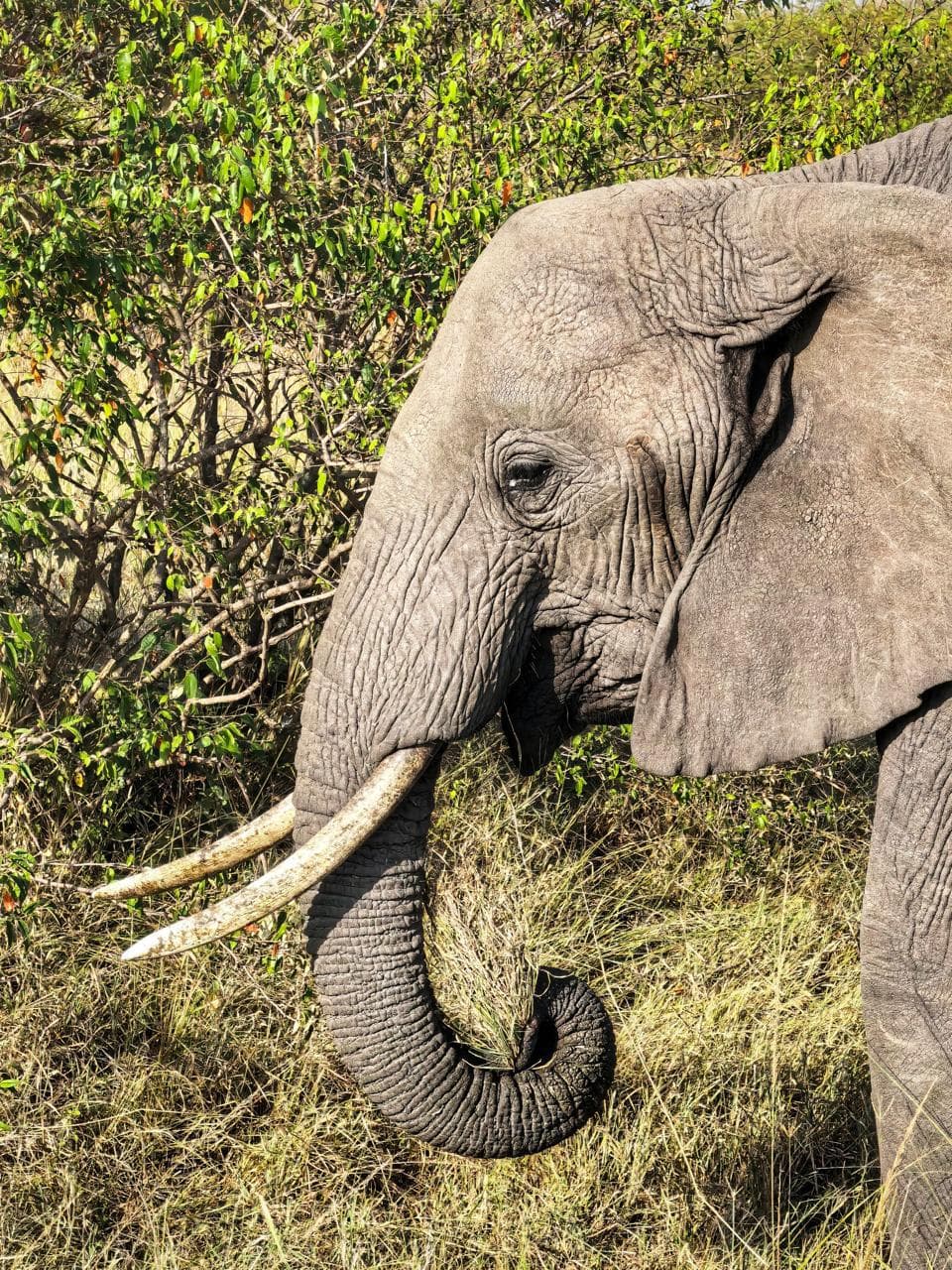 Safari Experience — Elephant Orphanage