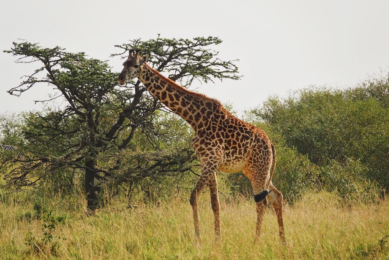 Safari Experience — Giraffe Centre