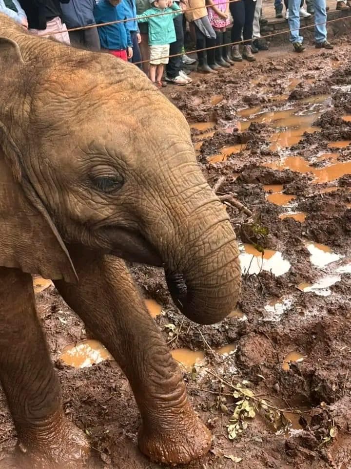 Safari Experience — Sheldrick 1