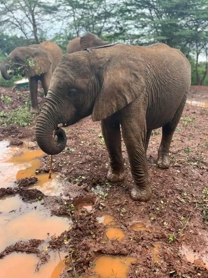 Safari Experience — Sheldrick 2