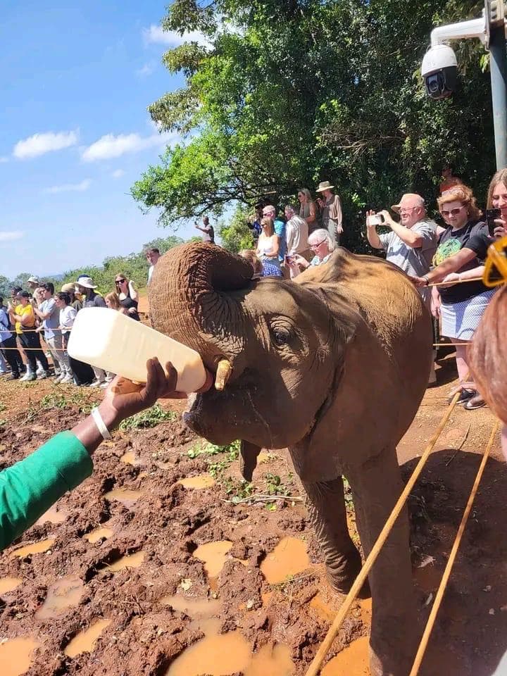 Safari Experience — Sheldrick 3