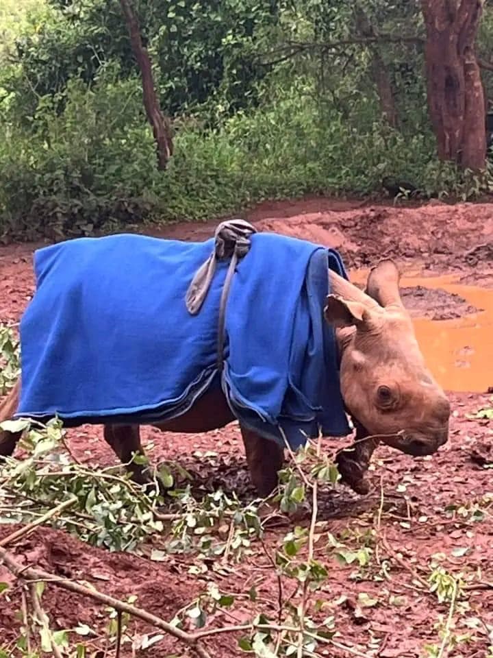 Safari Experience — Sheldrick 4