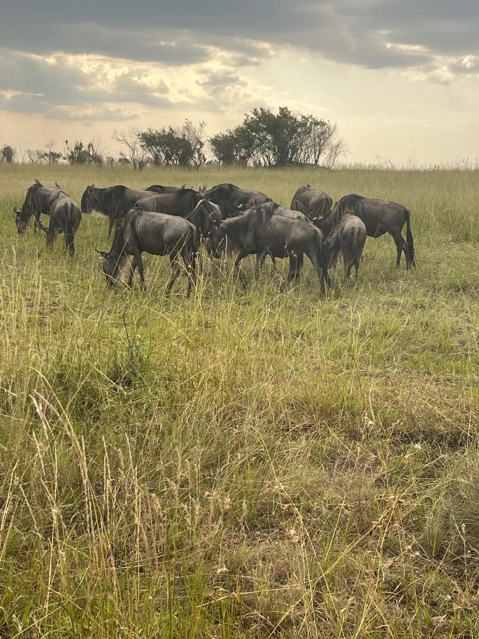 Safari Experience — Mara 1