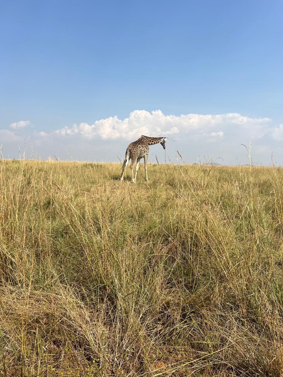 Safari Experience — Mara 4