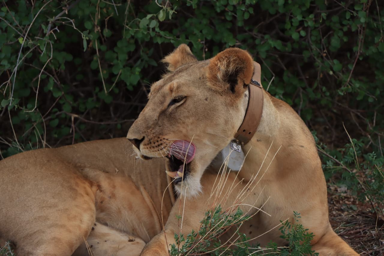 Day 2: Full Day in Samburu