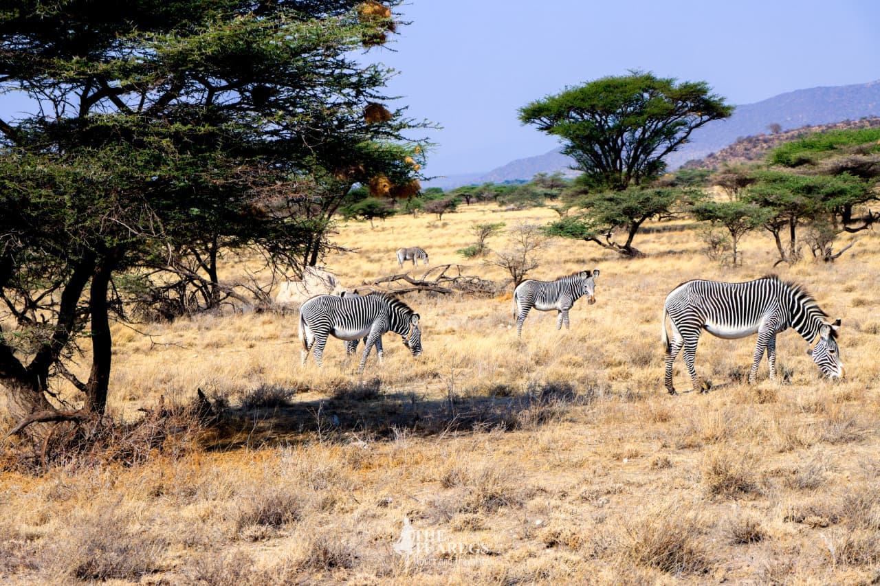 Safari Experience — Samburu 3