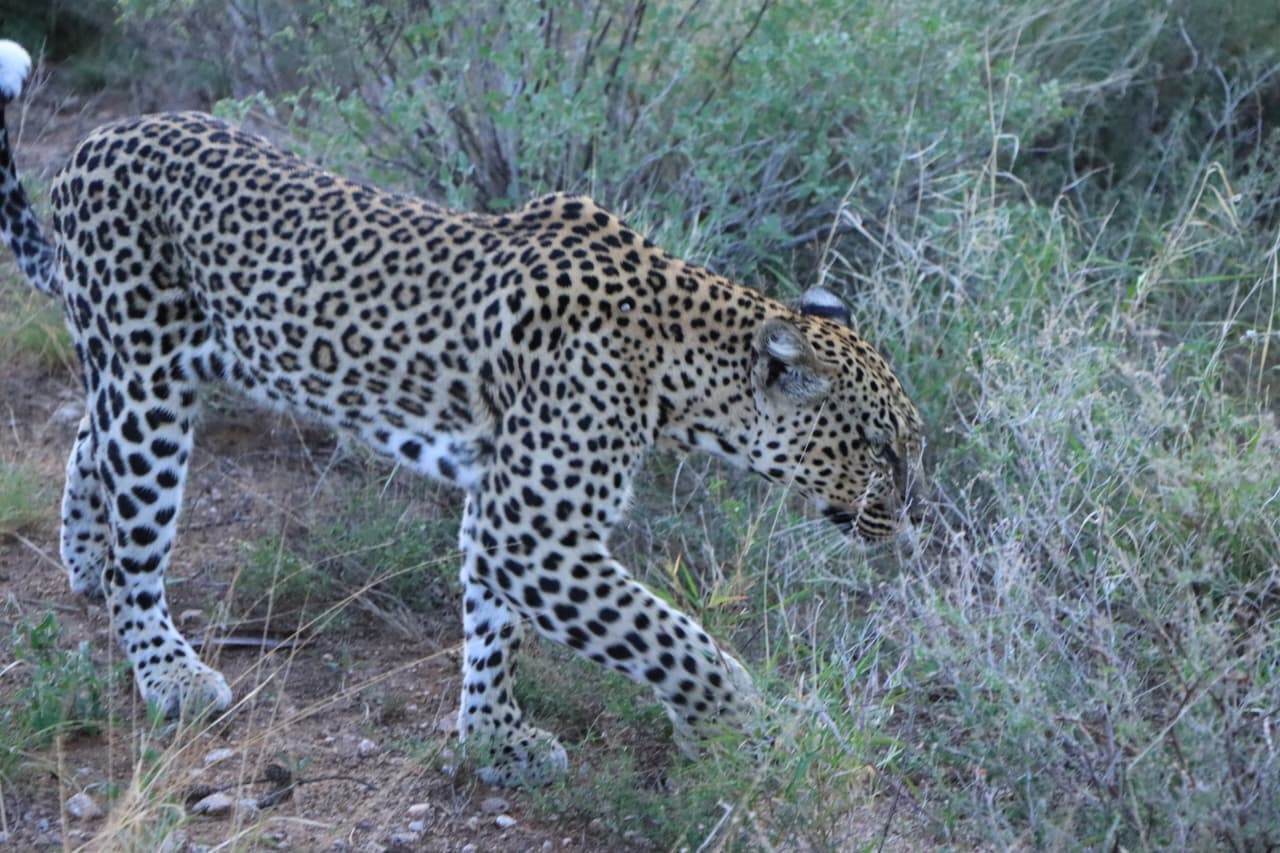 Safari Experience — Samburu 4