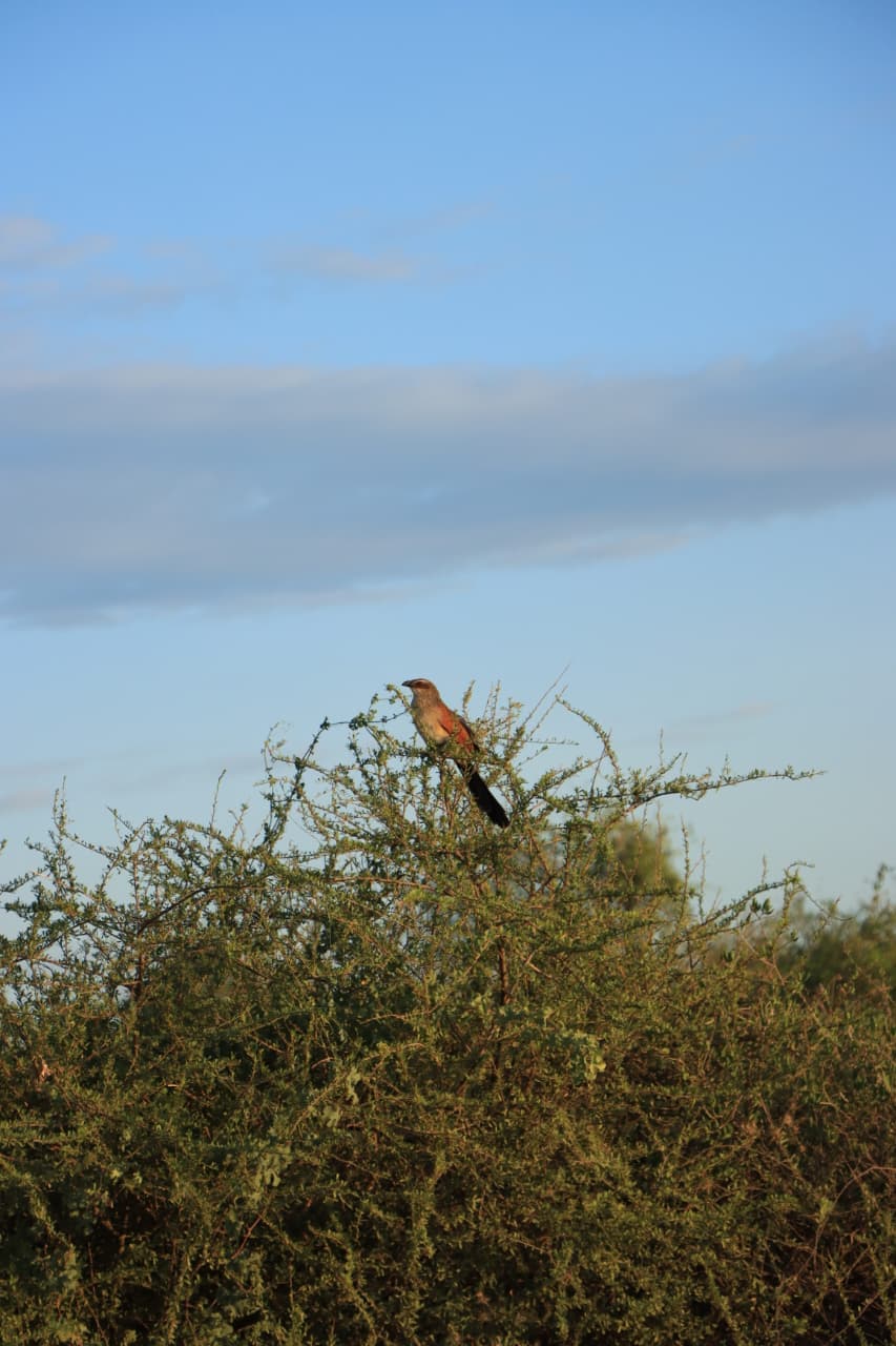 Safari Experience — Samburu 8